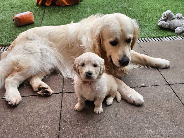 Lovely Golden Retriever puppies for sale in Wolverhampton, West Midlands - Image 5