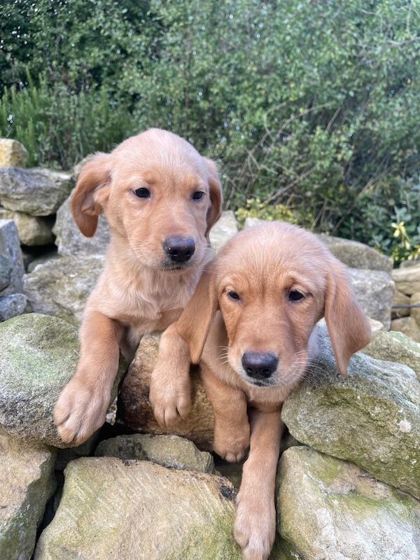 Lovely litter of Golden Goldador puppies for sale in Waltham on the Wolds, Leicestershire