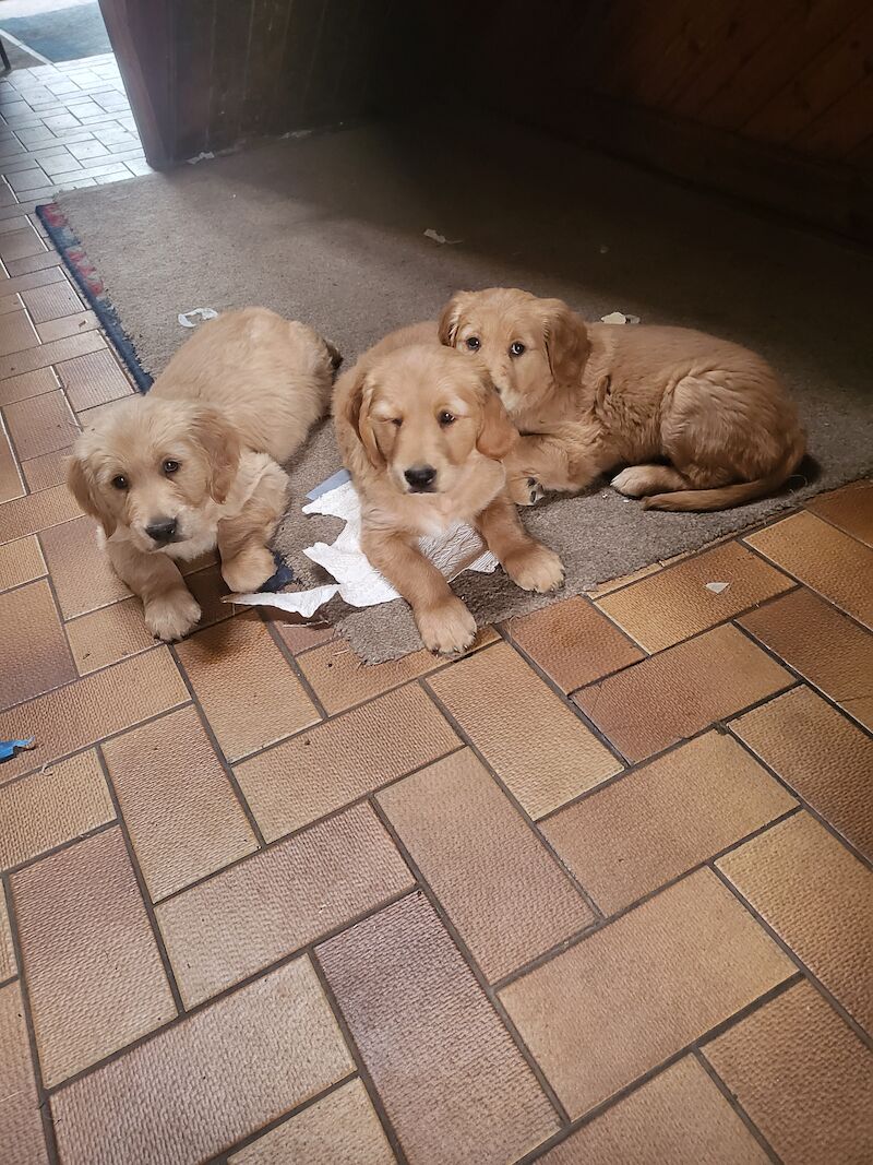 Lovely pups for sale in Denny, Falkirk - Image 1