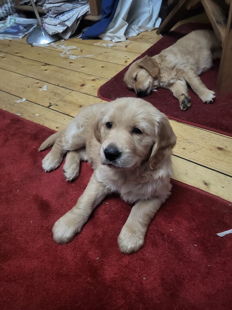 Lovely pups for sale in Denny, Falkirk - Image 2