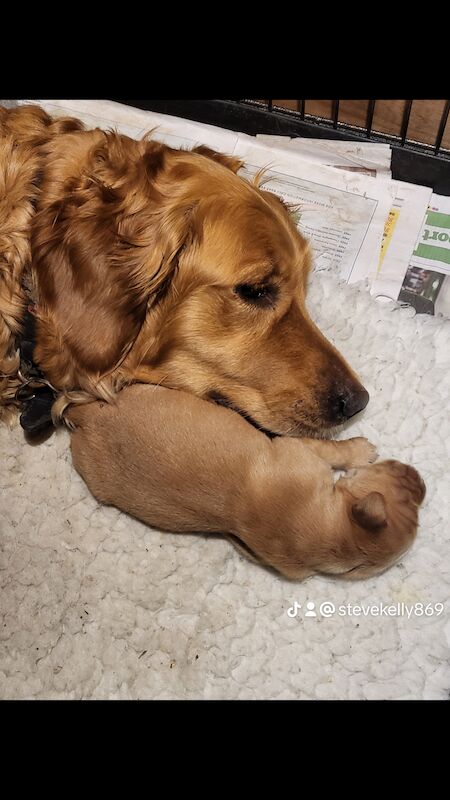 Lovely pups for sale in Denny, Falkirk - Image 3