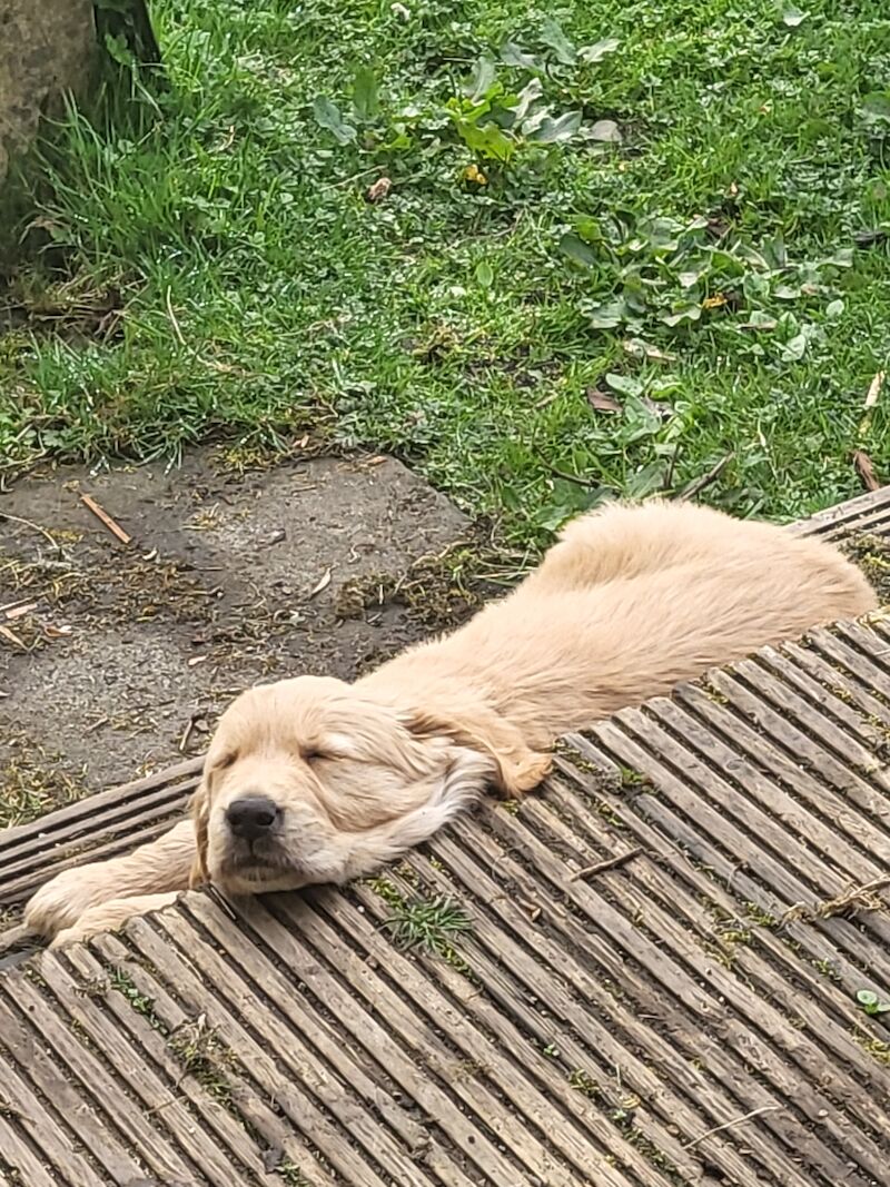 Lovely pups for sale in Denny, Falkirk - Image 4