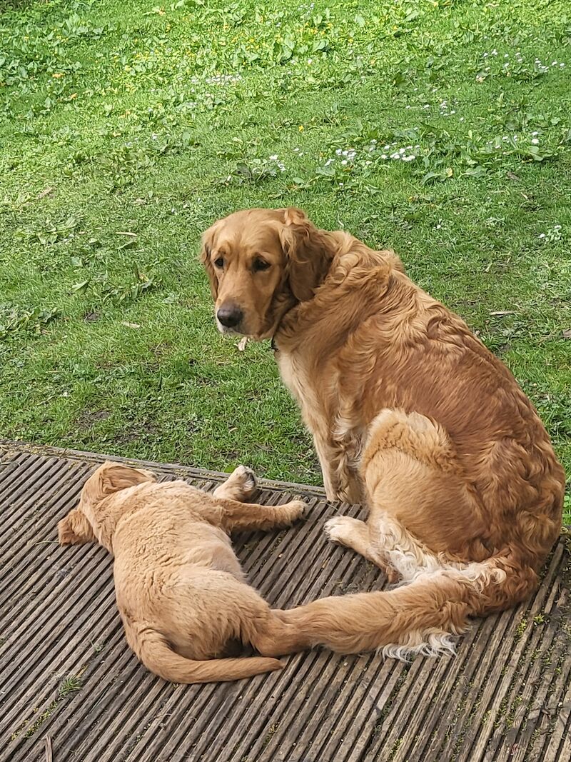 Lovely pups for sale in Denny, Falkirk - Image 5