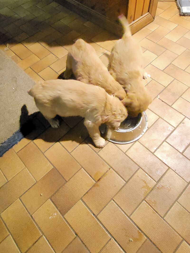 Lovely pups for sale in Denny, Falkirk - Image 6