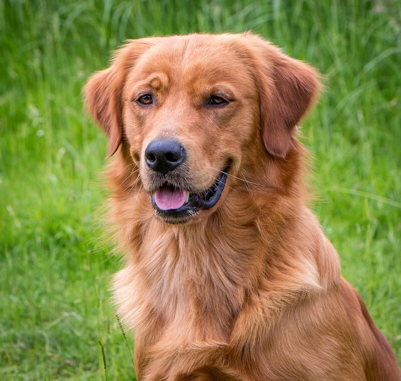 Lovely pups for sale in Denny, Falkirk - Image 7