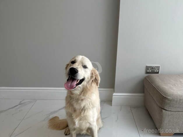 Male Golden Retriever for sale in Dronfield, Derbyshire - Image 1