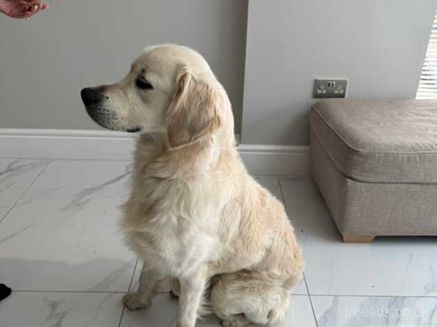 Male Golden Retriever for sale in Dronfield, Derbyshire - Image 2