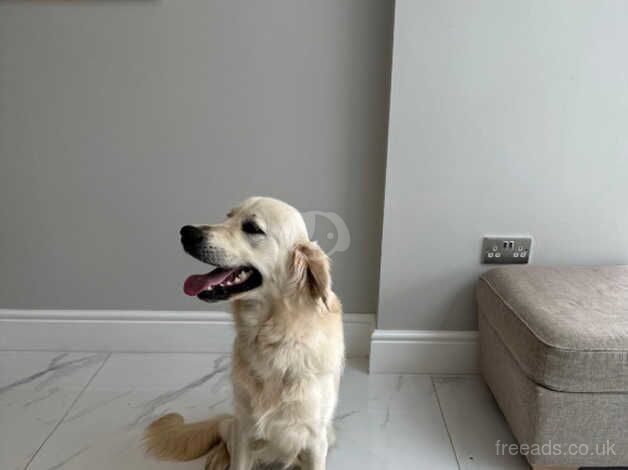 Male Golden Retriever for sale in Dronfield, Derbyshire - Image 3