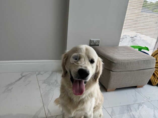 Male Golden Retriever for sale in Dronfield, Derbyshire - Image 4