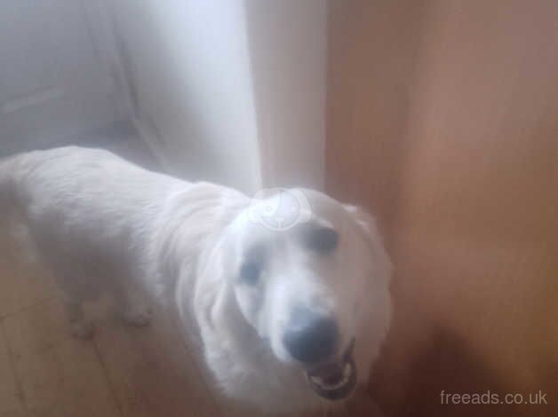Max the golden retriever for sale in Craigavon - Image 3