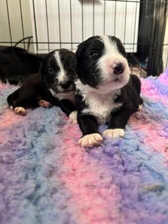 Old English sheepdog cross puppies for sale in Builth Wells/Llanfair-Ym-Muallt, Powys - Image 1