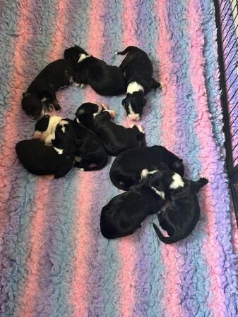 Old English sheepdog cross puppies for sale in Builth Wells/Llanfair-Ym-Muallt, Powys - Image 2