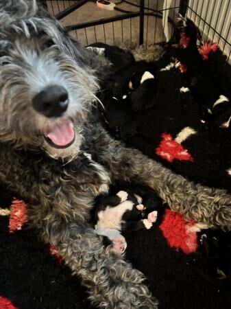 Old English sheepdog cross puppies for sale in Builth Wells/Llanfair-Ym-Muallt, Powys - Image 3