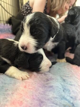 Old English sheepdog cross puppies for sale in Builth Wells/Llanfair-Ym-Muallt, Powys - Image 5