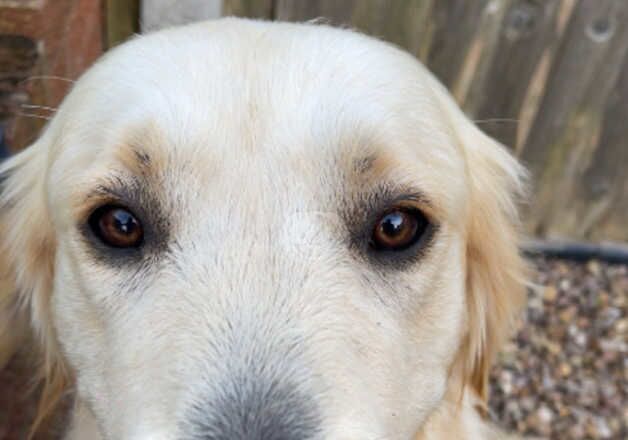 Golden Retriever Puppies For Sale Under £1,000