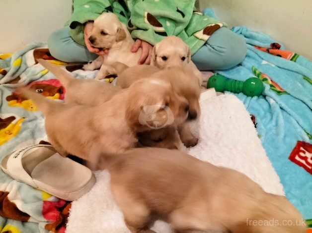 PEDIGREE GOLDEN RETRIEVER PUPPIES for sale in Menai Bridge/Porthaethwy, Isle of Anglesey - Image 2