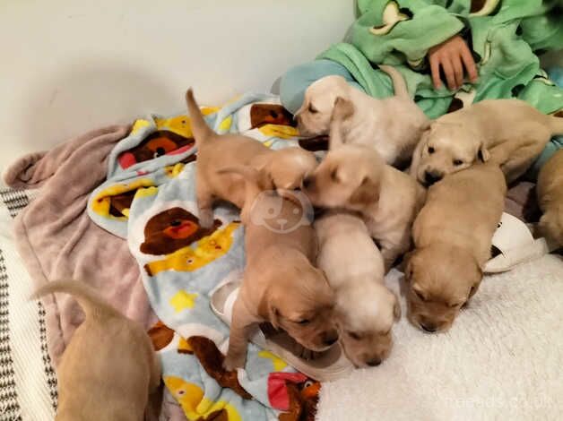 PEDIGREE GOLDEN RETRIEVER PUPPIES for sale in Menai Bridge/Porthaethwy, Isle of Anglesey - Image 3