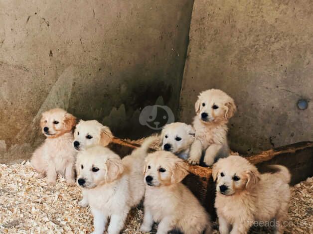 Pedigree Golden Retriever Pups for sale in Armagh - Image 1