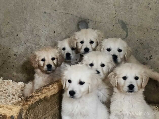 Pedigree Golden Retriever Pups for sale in Armagh - Image 2