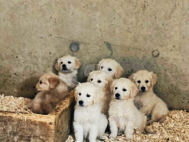 Pedigree Golden Retriever Pups for sale in Armagh - Image 3