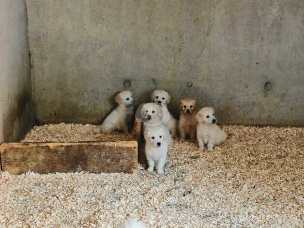 Pedigree Golden Retriever Pups for sale in Armagh - Image 4