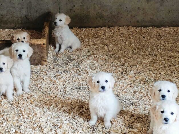 Pedigree Golden Retriever Pups for sale in Armagh - Image 5