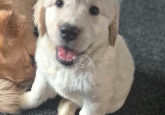 Pedigree golden retrievers for sale in Newton Aycliffe, County Durham - Image 2