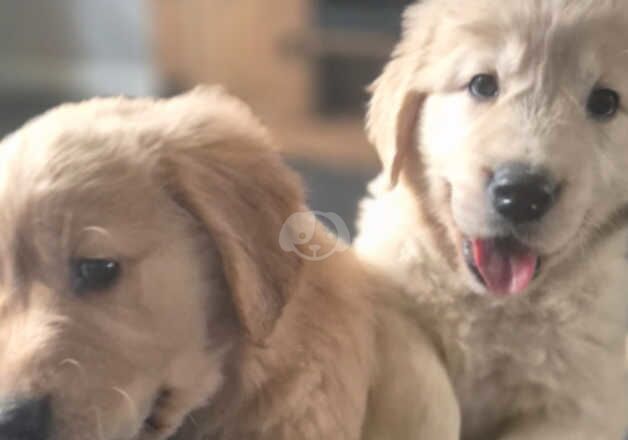 Pedigree golden retrievers for sale in Newton Aycliffe, County Durham - Image 3