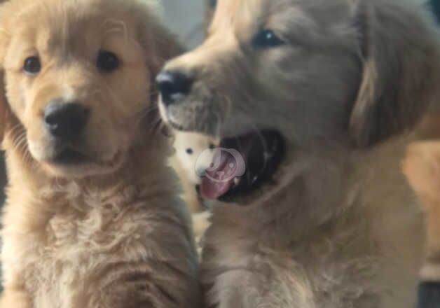 Pedigree golden retrievers for sale in Newton Aycliffe, County Durham - Image 4