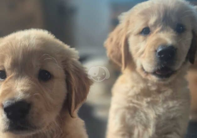 Pedigree golden retrievers for sale in Newton Aycliffe, County Durham - Image 5