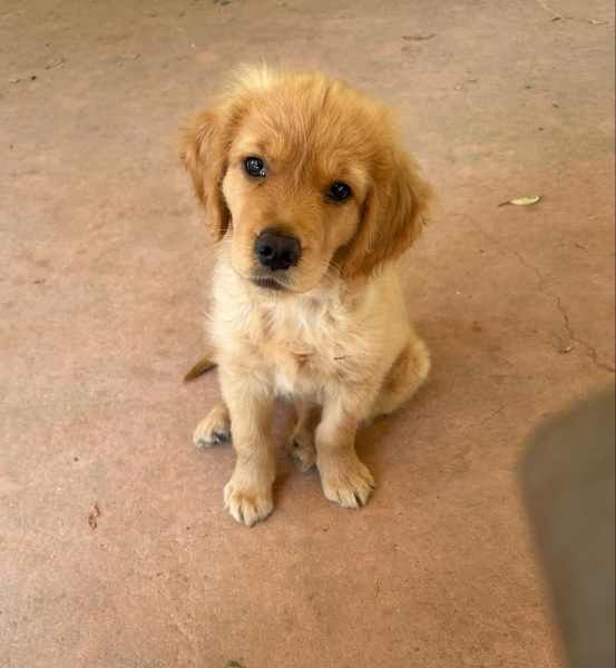 Pedigree papered Golden Retriever puppies for sale in Uppingham, Rutland - Image 1