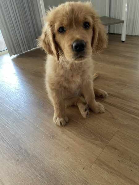 Pedigree papered Golden Retriever puppies for sale in Uppingham, Rutland - Image 2