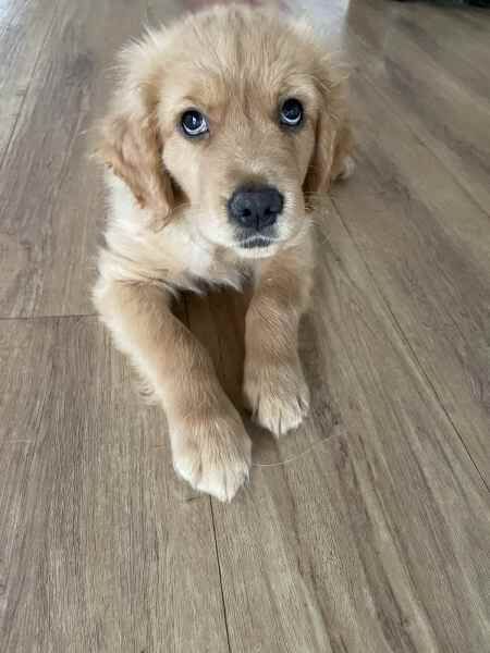 KC Registered Golden Retriever Puppies for sale in Rutland