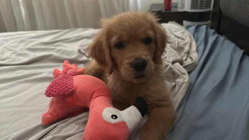 Golden Retriever Puppies for sale