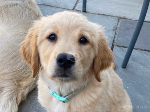 Pick of the litter GOLDEN RETRIEVER PUPPIES for sale in Wantage, Oxfordshire - Image 1