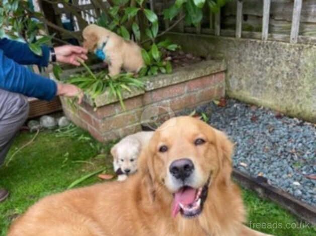 Pick of the litter GOLDEN RETRIEVER PUPPIES for sale in Wantage, Oxfordshire - Image 3