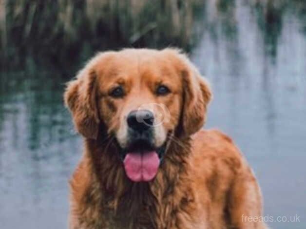 Pick of the litter GOLDEN RETRIEVER PUPPIES for sale in Wantage, Oxfordshire - Image 4