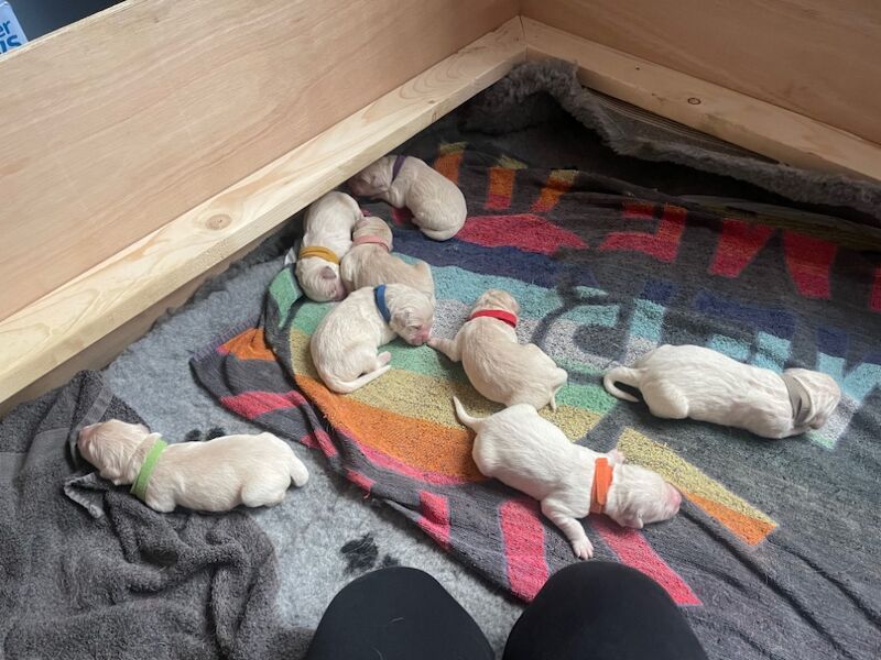 Golden Retrievers for sale in East Riding of Yorkshire