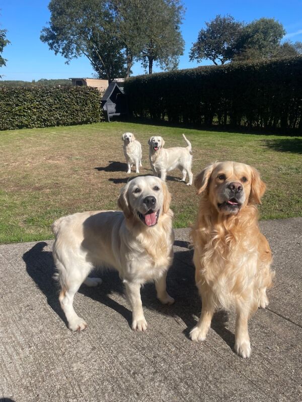 Golden Retriever Puppies for sale in East Riding of Yorkshire