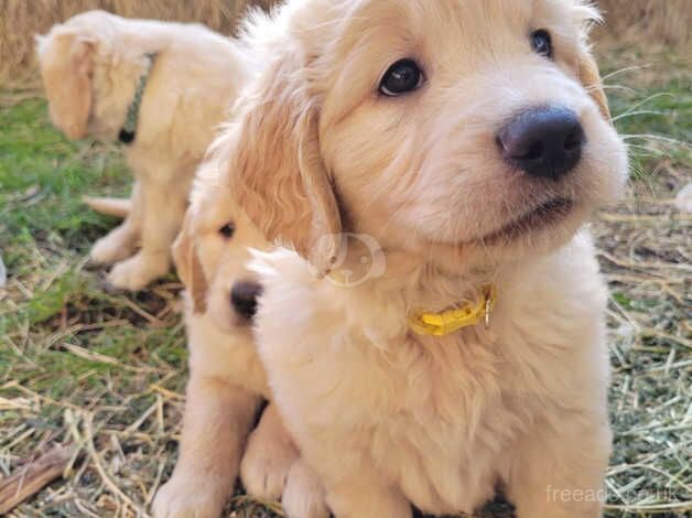 Pure Bred Golden Retriever puppies for sale in Salford, Greater Manchester - Image 1