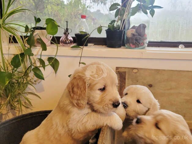 Pure Bred Golden Retriever puppies for sale in Salford, Greater Manchester - Image 3