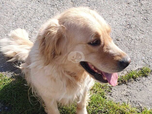 Pure Golden retriever bitch 4 year old for sale in Ammanford/Rhydaman, Carmarthenshire - Image 2