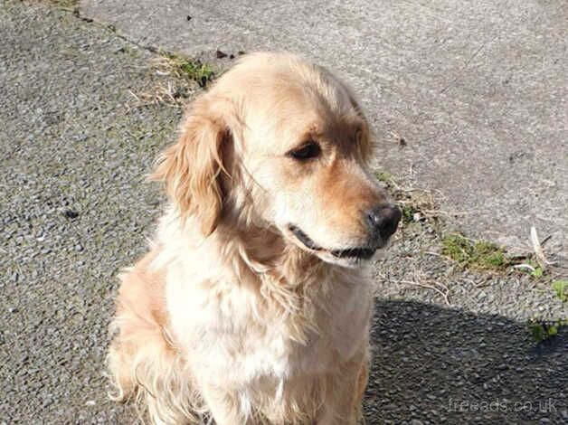 Pure Golden retriever bitch 4 year old for sale in Ammanford/Rhydaman, Carmarthenshire - Image 3