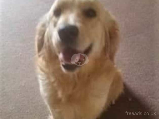 Pure Golden retriever bitch 4 year old for sale in Ammanford/Rhydaman, Carmarthenshire - Image 4