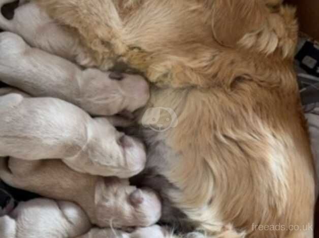 Purebred Golden Retriever Puppies KC Reg for sale in Stranraer, Dumfries and Galloway