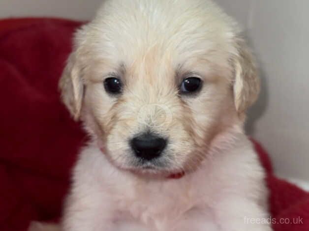 Quality golden retriever babies for sale in Birmingham, West Midlands