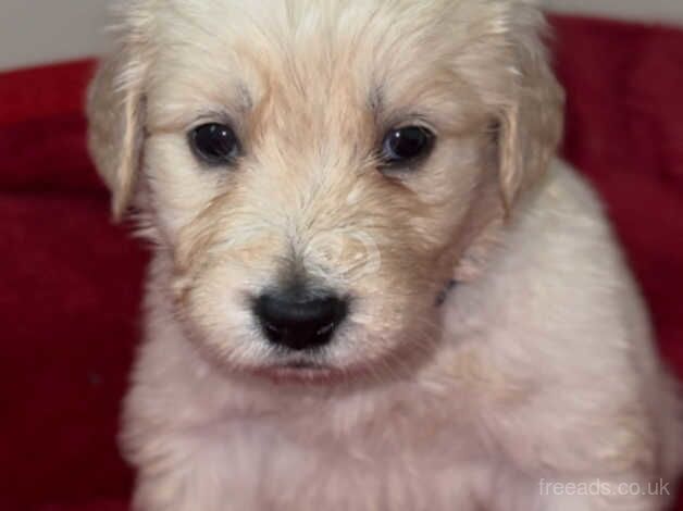 Quality golden retriever babies for sale in Birmingham, West Midlands - Image 2