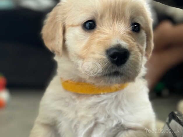 Quality golden retriever babies for sale in Birmingham, West Midlands - Image 3