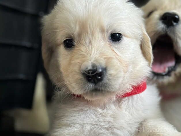 Quality golden retriever babies for sale in Birmingham, West Midlands - Image 4