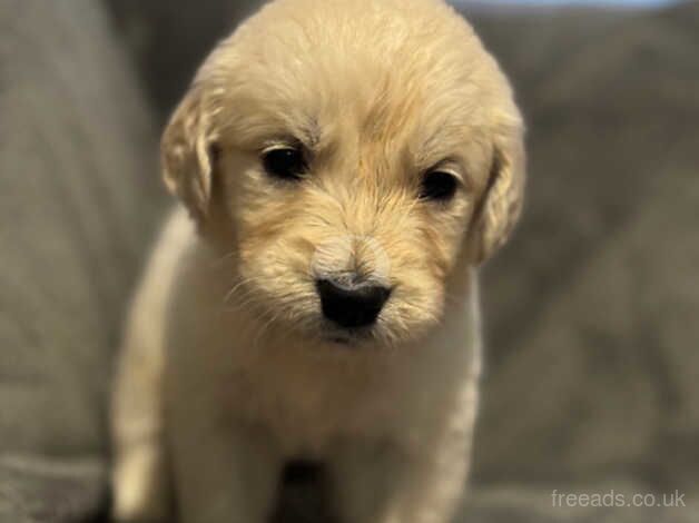 Quality golden retrievers! for sale in Birmingham, West Midlands - Image 2